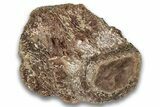 Triassic Fossil Phytosaur Vertebra - New Mexico #325132-1